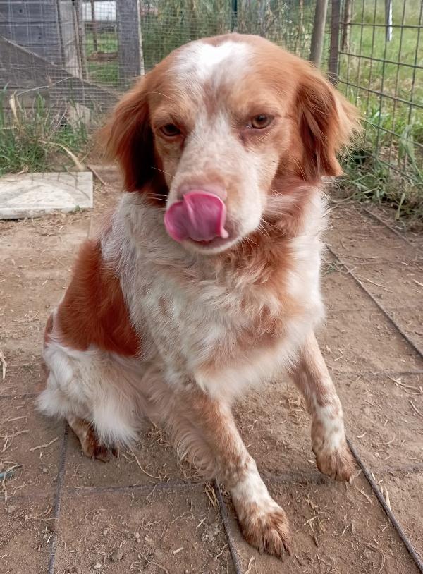 Charlie! Di fronte la fotocamera Charlie si mette in posa... Foto 4